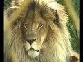 un León Africano en cautiverio
