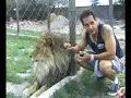 un León Africano en cautiverio