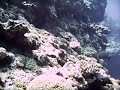 Fire Dartfish off Zamami's northern coast, Keramas, Okinawa, Japan