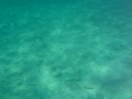 Snorkeling at Castaway Cay