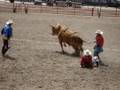 Bull jumping on cowboy at the Frontier Days in Cheyenne 2008