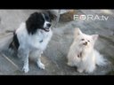 Effective Dog Training - Ian Dunbar