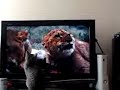 Click here to watch this video My kitten Maizie watching tv