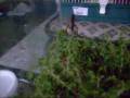 videos de Lacraia - Scolopendra gigantea  dando bote no Grilo