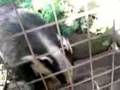 Badger-badger