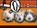 It's Todd's Show: Ep24 PHILLY POE GUY & MORBID GIFTS