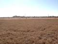 Eagle chasing jackrabbit
