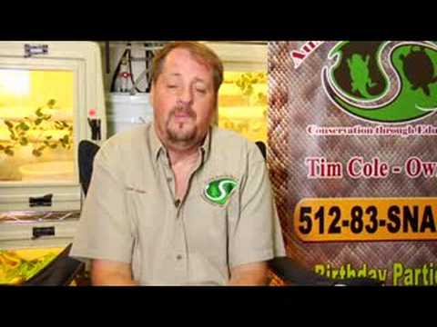 how to care for a king snake