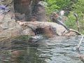 Washington DC Zoo - Otters playing