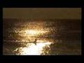 the best surfing vidio