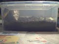 Hans von Schnecke - Achatina - Giant Snail