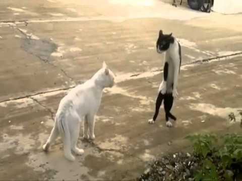 Gato brigando em pé