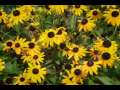 Imagine (cover) ~ sung by Patty Ann Smith