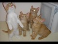 Imagine (cover) ~ sung by Patty Ann Smith