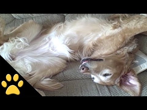 golden retreiver - In this awesome compilation, we pay tribute to the Golden Retriever! Whats not to love?