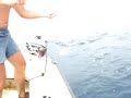 Zobatec(Dentex Dentex) caught near island Susak(Croatia)