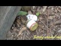 Squirrel eating baby food left-over