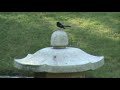 Japanese Gardens