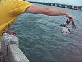 Free Bird Fishing in Florida