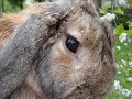 a smart rabbit/bunny a smart rabbit/bunny