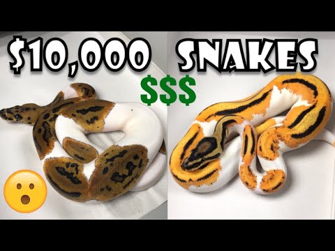 YouTube reptile video