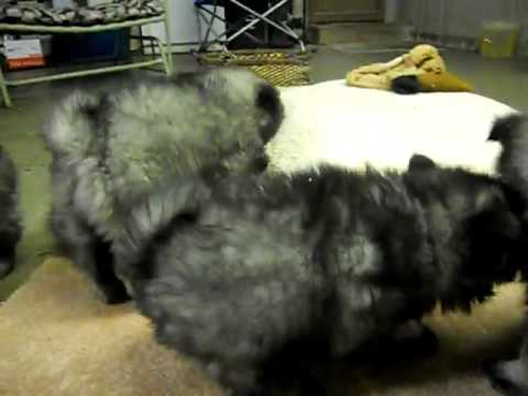Tug of War - Keeshond Puppies