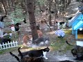 I favorited a YouTube video -- The Pied Piper of Caboodle http://youtu.be/wUHtQAhcKwo?a