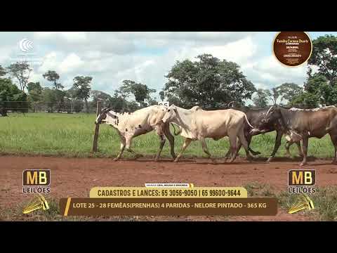11� LEIL�O FAM�LIA LUCIANO DUARTE E CONVIDADOS