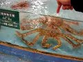 Cangrejote vivo en su pecera Cangrejote vivo en su pecera