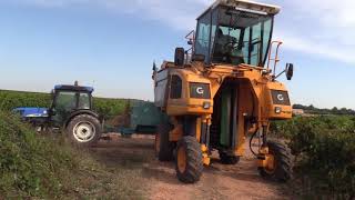 Vendanges en Costières avec Alexandre et Noémie