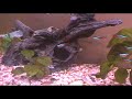 Acquario - Solo Caracidi 3
