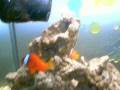 videos de Acquario marino