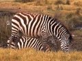 Tanzania_Wildlife.wmv