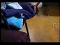 Gato traquino