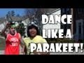 OMG PARAKEET! (Knock Knock) (Tik-Tok Ke$ha Parody)