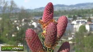 Abies picea acrocona