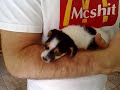 Jack russell puppy 1