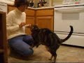 More Cat Does Dog Tricks More Cat Does Dog Tricks