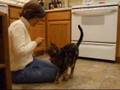More Cat Does Dog Tricks