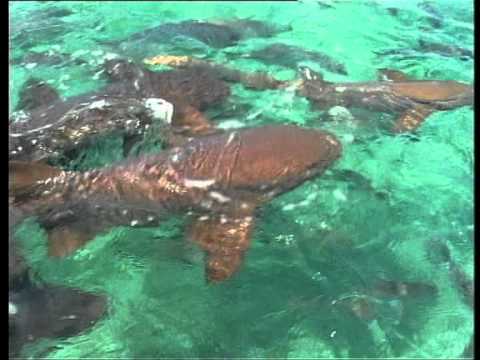 BELIZE: No shoes, No shirt... NO PROBLEM!!!