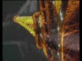 Ectoplasm