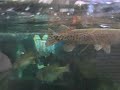 Feeding the fishes at Bass Pro Shop Feeding the fishes at Bass Pro Shop