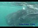???????????rurutu Is? humpback whale?No?13