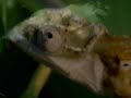 Sue�o verde