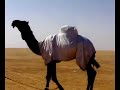 السوم 7 ملايينموقع سمان الهرج الشعبي  مزاين مزايين الابل ابل بعير ناقه ناقة فحل مجاهيم وضح قصايد قصيده قلطات قلطه شعر اشعارالهاجري القحطاني العتيبي السبيعي اليامي العجمي المري الحربي الدوسري