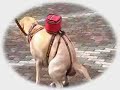 The Amazing Dog Poop Ass-Bag The Amazing Dog Poop Ass-Bag