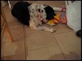 Dawn the Dog gets his Christmas Presents