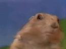 Dramatic Chipmunk