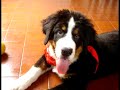 Kennay - Bernese Mountain Dog