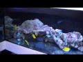Marine Aquarium Fish 51109